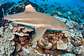 Schwarzspitzen-Riffhai (Carcharhinus melanopterus); Yap, Mikronesien