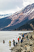 People dipping for Hooligan in Turnagain Arm right next to the Seward Highway in South-central Alaska, South of Anchorage. The hooligan are migrating to their spawning grounds and the dippers are able to intercept some of them near the shoreline; Alaska, United States of America
