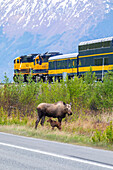 Cow moose (Alces alces) with her newborn calf stand between the Seward Highway and the Alaska Railroad train tracks, South of Anchorage, South-central Alaska; Alaska, United States of America