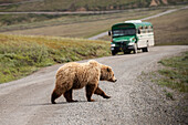 Grizzy bear sow (Ursus arctos hornbills) crosses Park Road as Park tour bus is approaching. Her cubs will soon follow her. Denali National Park and Preserve, Interior Alaska; Alaska, United States of America