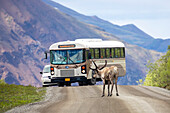 Ein Karibu-Bulle (Rangifer tarandus) mit noch samtenem Geweih blockiert den Verkehr auf der Parkstraße im Denali National Park and Preserve. Inneres Alaska; Alaska, Vereinigte Staaten von Amerika