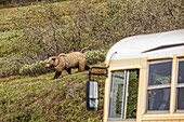 Ein Grizzlybär (Ursus arctos horribilis) und ein Reisebus auf der Denali Park Road im Denali National Park and Preserve im Inneren Alaskas. Dort wandern häufig Bären und Wölfe über die Straße; Alaska, Vereinigte Staaten von Amerika