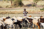 Massai-Schafhirte; Region Arusha, Tansania