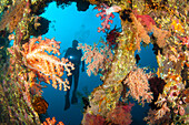 A diver exploring the coral encrusted Liberty wreck; Tulamben, Bali, Indonesia.