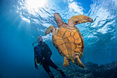 Grüne Meeresschildkröte (Chelonia mydas) und Taucher; Hawaii, Vereinigte Staaten von Amerika
