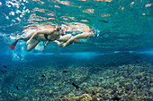 Two young women free diving above a coral reef; Hawaii, United States of America