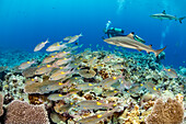 Taucher mit einem Schwarm Goldfleck-Kaiserbrassen (Gnathodentex aureolineatus) und Schwarzspitzen-Riffhaien (Carcharhinus melanopterus) vor der Insel Yap; Yap, Mikronesien