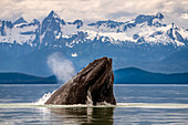Humpback whale (Megaptera novaeangliae) lunge feeding for herring with a view of throat pleats, Inside Passage, Lynn Canal; Alaska, United States of America