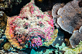Der Steinfisch (Synanceia verrucosa) ist eine der gefährlichsten Kreaturen in tropischen Riffen.  Diese Art ist in der Lage, mit ihren giftigen Rückenstacheln eine schmerzhafte, herzstillende Wunde zu verursachen; Yap, Föderierte Staaten von Mikronesien