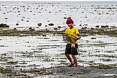 Boy collecting shells on the beach at sunset; Lovina, Bali, Indonesia