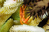 This Yellow spotted guard crab (Trapezia flavopunctat) is pinching the tube feet of a crown-of-thorns seastar (Acanthaster planci) in defense of its antler coral (Pocillopora eydouxi) home. It will not stop until it has driven away the intruder who will move on to a meal that is not so well defended; Hawaii, United States of America