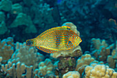 Der Kurznasen-Lippfisch (Macropharyngodon geoffroy) ist nur auf Hawaii zu finden; Hawaii, Vereinigte Staaten von Amerika