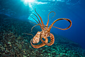 Eintagskrake (Octopus cyanea) mitten im Wasser; Hawaii, Vereinigte Staaten von Amerika