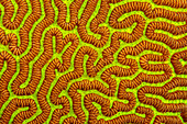 A close look at the detail of Brain coral (Platygyra sinensis) during the day with the its polyps closed; Yap, Federated States of Micronesia