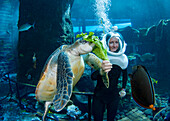 Ein Taucher füttert eine grüne Meeresschildkröte (Chelonia mydas), eine vom Aussterben bedrohte Art, im Sea Life Park's Underwater Sea Trek Adventure in ihrem großen Becken; Oahu, Hawaii, Vereinigte Staaten von Amerika