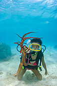 Cautious and curious at the same time, a diver gets a good look at a day octopus (Octopus cyanea); Rarotonga, Cook Islands