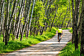 Radfahrer auf einem Weg, umrahmt von einem Espenwald; Calgary, Alberta, Kanada