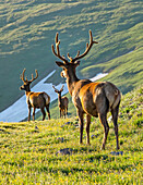 Three Elk bulls (Cervus canadensis) looking down from mountainside on lush, grassy slopes to water in the valley below; Estes Park, Colorado, United States of America