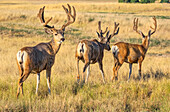Three Mule deer (Odocoileus hemionus) stag with antlers walking in a row in long grass with one looking back at the camera; Steamboat Springs, Colorado, United States of America