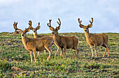 Vier Maultierhirsche (Odocoileus hemionus) mit samtenem Geweih im grünen Gras stehend; Steamboat Springs, Colorado, Vereinigte Staaten von Amerika