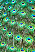 Detail of the eyespots on the plumage train of a peacock ; Colorado, United States of America