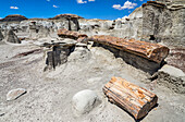 Felsformationen und versteinertes Holz, Bisti Badlands, Bisti/De-Na-Zin Wilderness, San Juan County; New Mexico, Vereinigte Staaten von Amerika