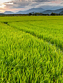 Sonnenuntergang über einem leuchtend grünen, üppigen Reisfeld; Ap Gio Ta, Ninh Thuan, Vietnam