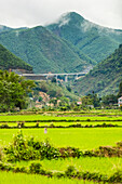 Üppiges grünes Feld und Berg mit Gipfel; Thai Nguyen, Vietnam