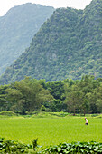 Farmer working in a rice field; Ninh Binh, Vietnam