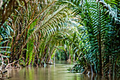 Tranquil Mekong River lined with lush green palm fronds, Mekong River Delta; Vietnam