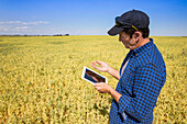 Ein Landwirt steht mit einer Tablette in der Hand auf einem Acker und hält eine Handvoll Erbsen; Alberta, Kanada