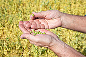Ein Landwirt steht auf einem Acker und inspiziert eine Handvoll Erbsen; Alberta, Kanada