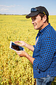 A farmer stands in a farm field using a tablet and holding a handful of peas; Alberta, Canada