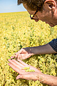 A farmer in a farm field inspecting a pea crop; Alberta, Canada