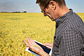 A farmer stands in a farm field using a tablet and holding a handful of peas; Alberta, Canada