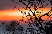 Die Zweige der Roterle (Alnus rubra) zeichnen sich bei Sonnenuntergang an der Küste von Oregon am Winema Beach ab; Oregon, Vereinigte Staaten von Amerika