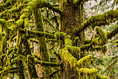 Mossy spruce trees are found in Clatsop County; Jewell, Oregon, United States of America