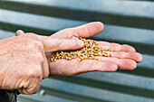 Ein Landwirt mit einer Handvoll geerntetem Weizen; Alberta, Kanada
