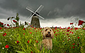 A cute Cockapoo dog sits in a poppy field in the foreground with the Whitburn Windmill in the background; Whitburn, Tyne and Wear, England
