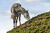 Horse grazing on a grassy sloped hillside; South Shields, Tyne and Wear, England
