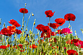 Rote Mohnblumen und blauer Himmel; Whitburn, Tyne and Wear, England