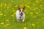 Hund läuft durch ein Feld mit Gras und Löwenzahn; South Shields, Tyne and Wear, England