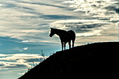 Silhouetted horse standing on a hillside looking left; South Shields, Tyne and Wear, England