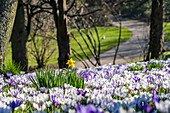 Purple and white crocuses in bloom in the foreground along with one lone yellow lily, with trees and a park trail in the background; South Shields, Tyne and Wear, England