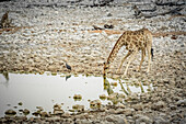 Giraffe und Helmperlhuhn (Numida meleagris), Etoscha-Nationalpark; Namibia