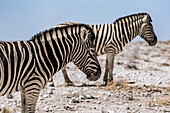Herde Steppenzebras (Equus quagga), Etosha-Nationalpark; Namibia