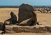 Pelzrobben in der Cape Cross Robbenkolonie, Skelettküste; Namibia