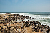 Fur seals at Cape Cross Seal Colony, Skeleton Coast; Namibia