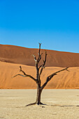 Deadvlei, eine Pfanne aus weißem Lehm, umgeben von den höchsten Sanddünen der Welt und Kameldornbäumen (Vachellia erioloba), Namib-Wüste; Namibia