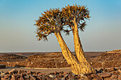 Köcherbaum (Aloidendron dichotomum), Hardap Resort, Hardap Region; Namibia